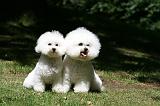 BICHON FRISE 602